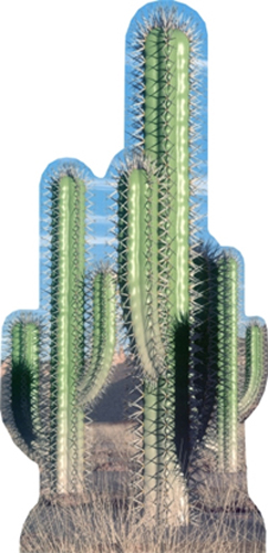 Cactus Group Cardboard Standee Cactus Group Cardboard Standee