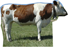 Cow Side Cardboard Cutout Standup Prop Cow Side Cardboard Cutout Standup Prop