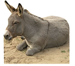 Donkey Cardboard Cutout Standup Prop Donkey Cardboard Cutout Standup Prop