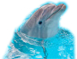 Dolphin-2 Cardboard Cutout Standup Prop Dolphin-2 Cardboard Cutout Standup Prop