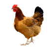 Hen Cardboard Cutout Standup Prop Hen Cardboard Cutout Standup Prop