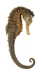 Sea Horse 2 Cardboard Cutout Standup Prop Sea Horse 2 Cardboard Cutout Standup Prop