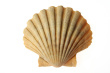 Sea Shell Cardboard Cutout Standup Prop Sea Shell Cardboard Cutout Standup Prop