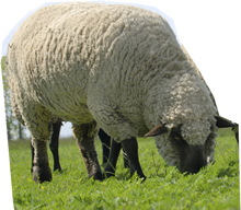 Sheep Cardboard Cutout Standup Prop Sheep Cardboard Cutout Standup Prop