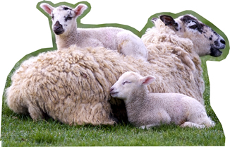 Lamb Family Laying Cardboard Cutout Standup Prop Lamb Family Laying Cardboard Cutout Standup Prop