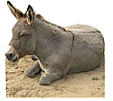  Donkey Cardboard Cutout Standup Prop