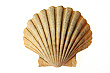 Sea Shell Cardboard Cutout Standup Prop